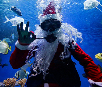 Если вы пропустили: Дед Мороз с акулами, маска позора и разнотык