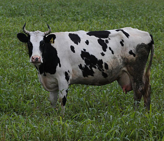 Новосибирских коров массово вывели на летние пастбища