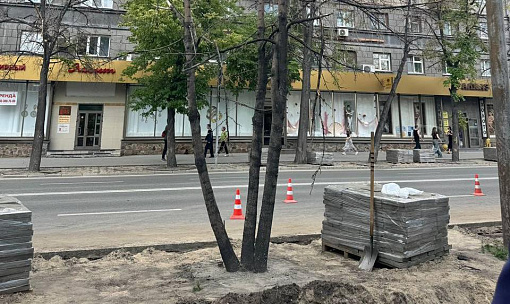30 молодых лип высадят взамен погибших вдоль Театрального сквера