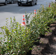 Мэр Кудрявцев: за сезон высадили больше 32 тысяч деревьев и кустарников