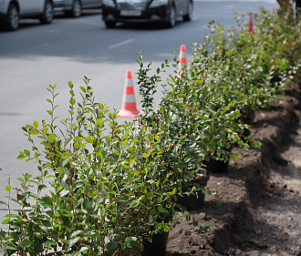 Больше 30 тысяч деревьев и кустарников высадили в Новосибирске