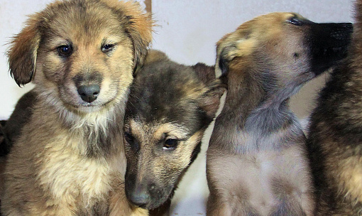 Куда сообщить о стае бездомных собак — горячий телефон в Новосибирске