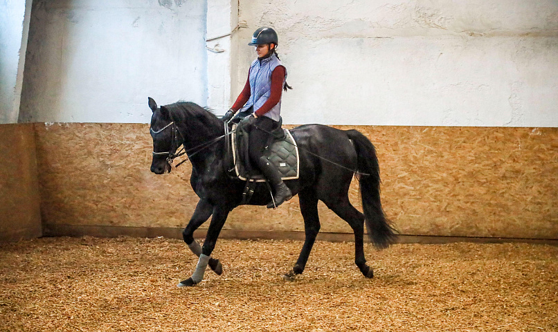 «Лошади — чистый лист бумаги»: как обучают верховой езде в Новосибирске