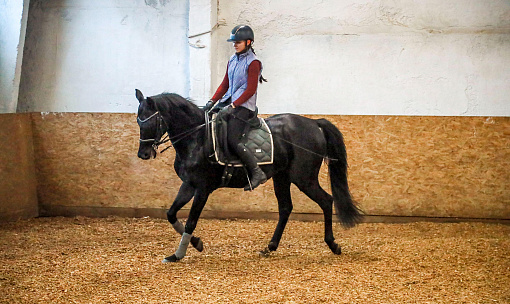 «Лошади — чистый лист бумаги»: как обучают верховой езде в Новосибирске