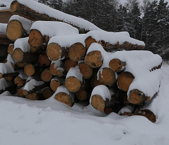 Реальный размер компенсации за снос деревьев установят в Новосибирске