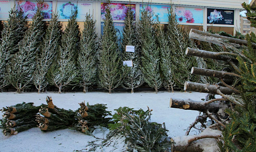 Первую партию новогодних ёлок впустили в Новосибирск