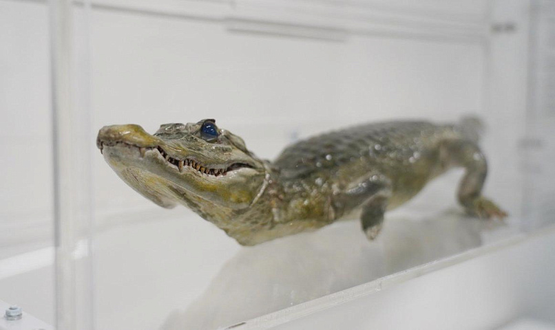 Новое место для крокодила Лаврентьева подготовили в музее физматшколы НГУ