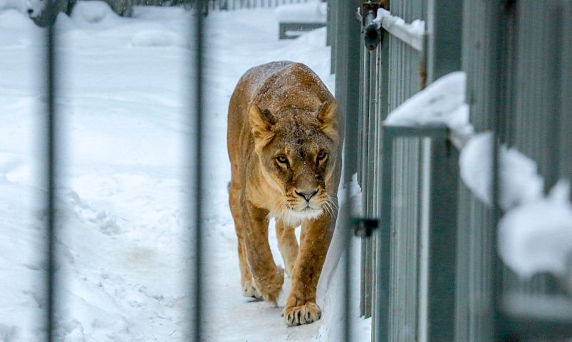 Новосибирский зоопарк с приходом холодов сократил часы работы в будни