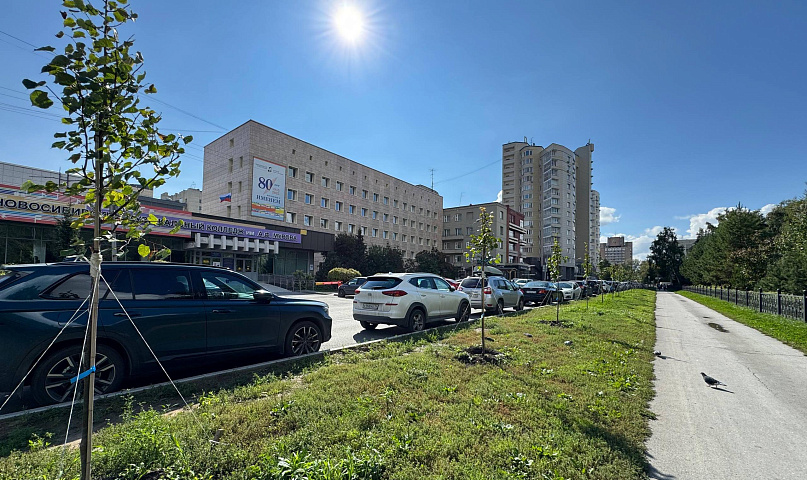 Новые липы взамен сломанных вандалом высадили у Центрального парка