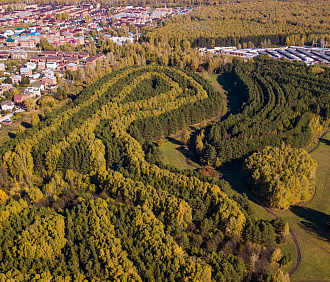 Загадочный лес под Новосибирском стал особо охраняемой территорией