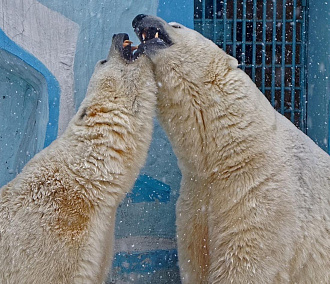 Любовь есть: фото белых медведей Кая и Герды после двухлетней разлуки