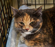 Афиша выходных: Beat Weekend, монохромная выставка и раздача животных