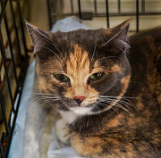 Афиша выходных: Beat Weekend, монохромная выставка и раздача животных