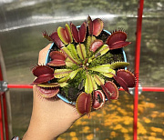 Топ-5 хищных комнатных растений, которые можно вырастить в Сибири