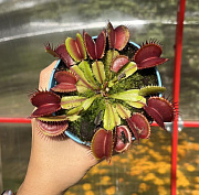 Топ-5 хищных комнатных растений, которые можно вырастить в Сибири