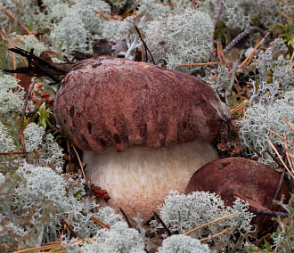 «Им плевать»: 5 видов грибов, которые можно собирать до поздней осени
