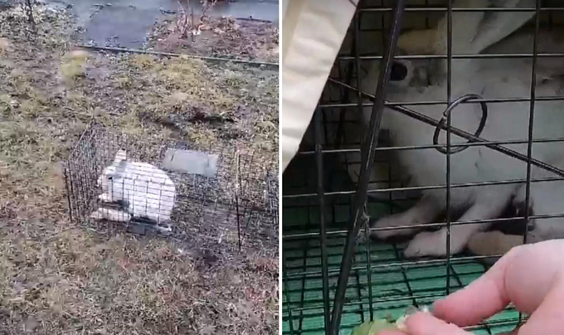 Травмированную зайчиху поймали в кошколовку на новосибирских дачах