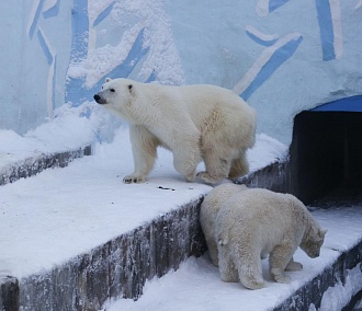 Белые медвежата исследуют льдины в Новосибирском зоопарке