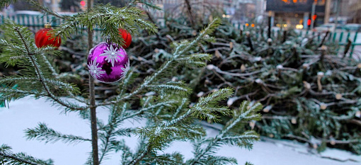 Щепа от 400 новогодних ёлок согреет зверей Новосибирского зоопарка