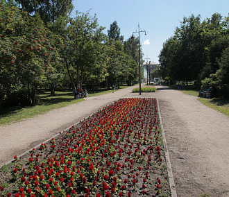 Код города: цветы для аллеи, аварийные деревья и жара в Новосибирске