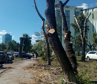 Почему срубили деревья в сквере возле «водника»