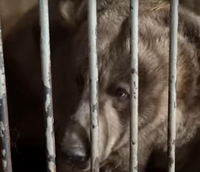 Дрессировщики судятся с зоозащитниками из-за медведей в Новосибирске