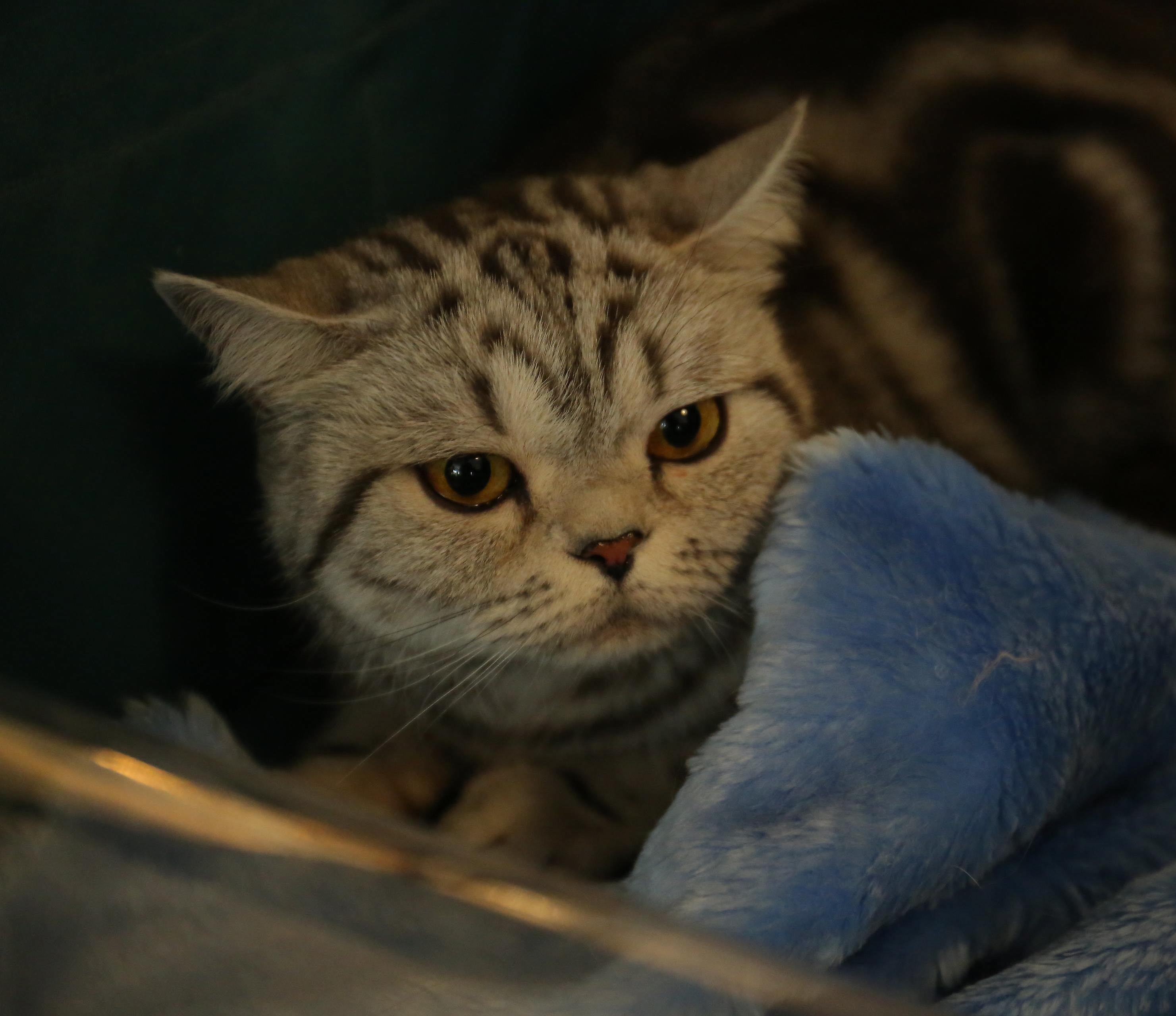 Суд обязал хозяек 70 кошек с улицы Есенина убраться в квартире