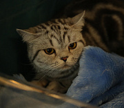 Суд обязал хозяек 70 кошек с улицы Есенина убраться в квартире