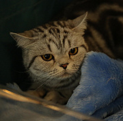 Суд обязал хозяек 70 кошек с улицы Есенина убраться в квартире