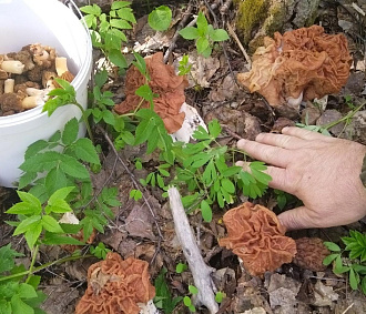 Огромные «кучерявые» строчки находят грибники в лесу под Новосибирском