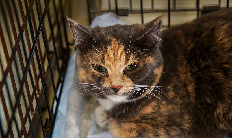 Афиша выходных: Beat Weekend, монохромная выставка и раздача животных