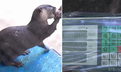 Зверям из Новосибирского зоопарка устроили диспансеризацию: видео