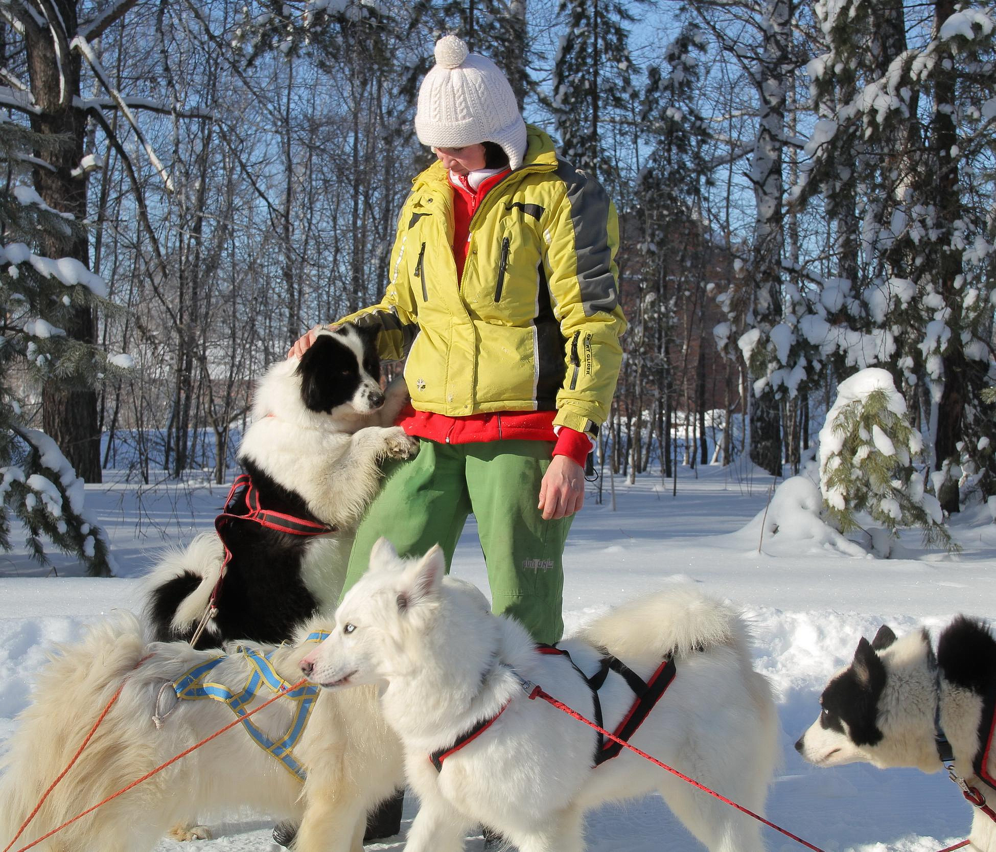 Правила выгула собак в Новосибирске — горячий телефон