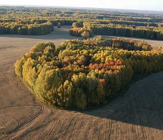 «Зелёный щит» площадью 63 га создадут вокруг Новосибирска