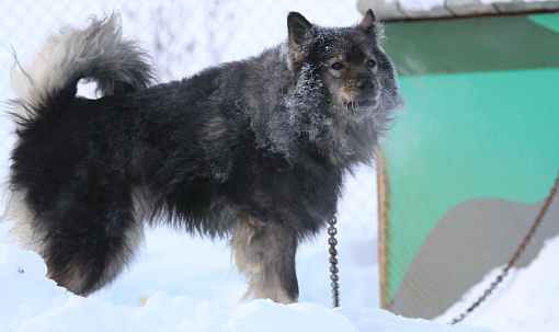 В Новосибирске ищут волонтёров для игр с собачками из приютов