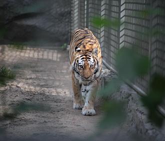 Поймай зверя в кадр: стартует конкурс «Животные Новосибирского зоопарка»