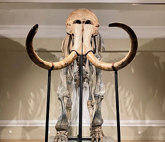 Скелету шерстистого мамонта дали имя Самсон