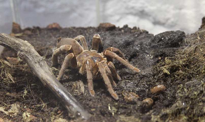 Новосибирская неделя: зимний аврал, полезные пауки и суррогатные матери