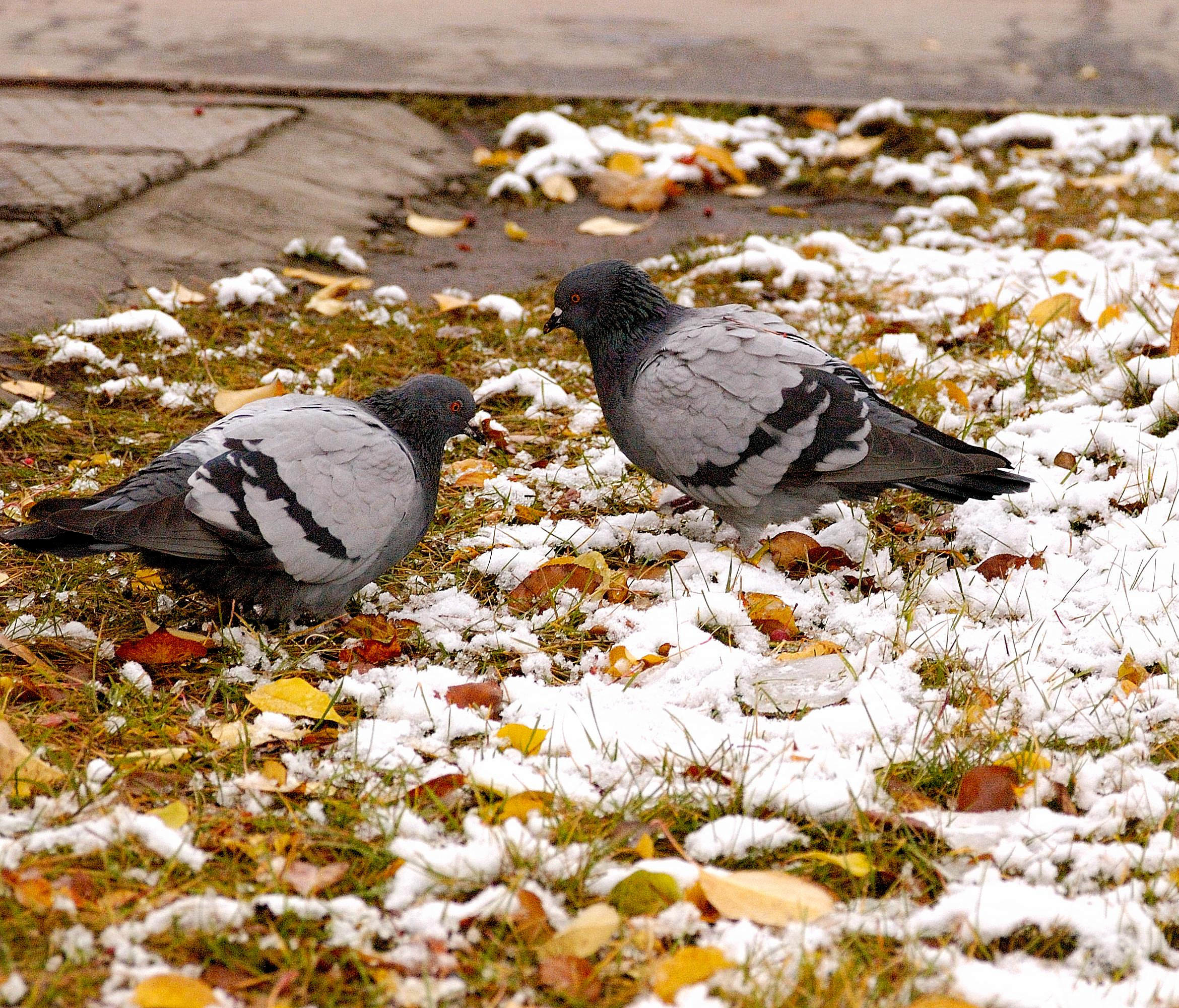 Когда в Новосибирске начнёт таять снег — ответ синоптиков