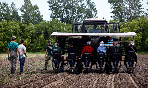 Как машина сажает рассаду томатов: фоторепортаж с полей под Новосибирском