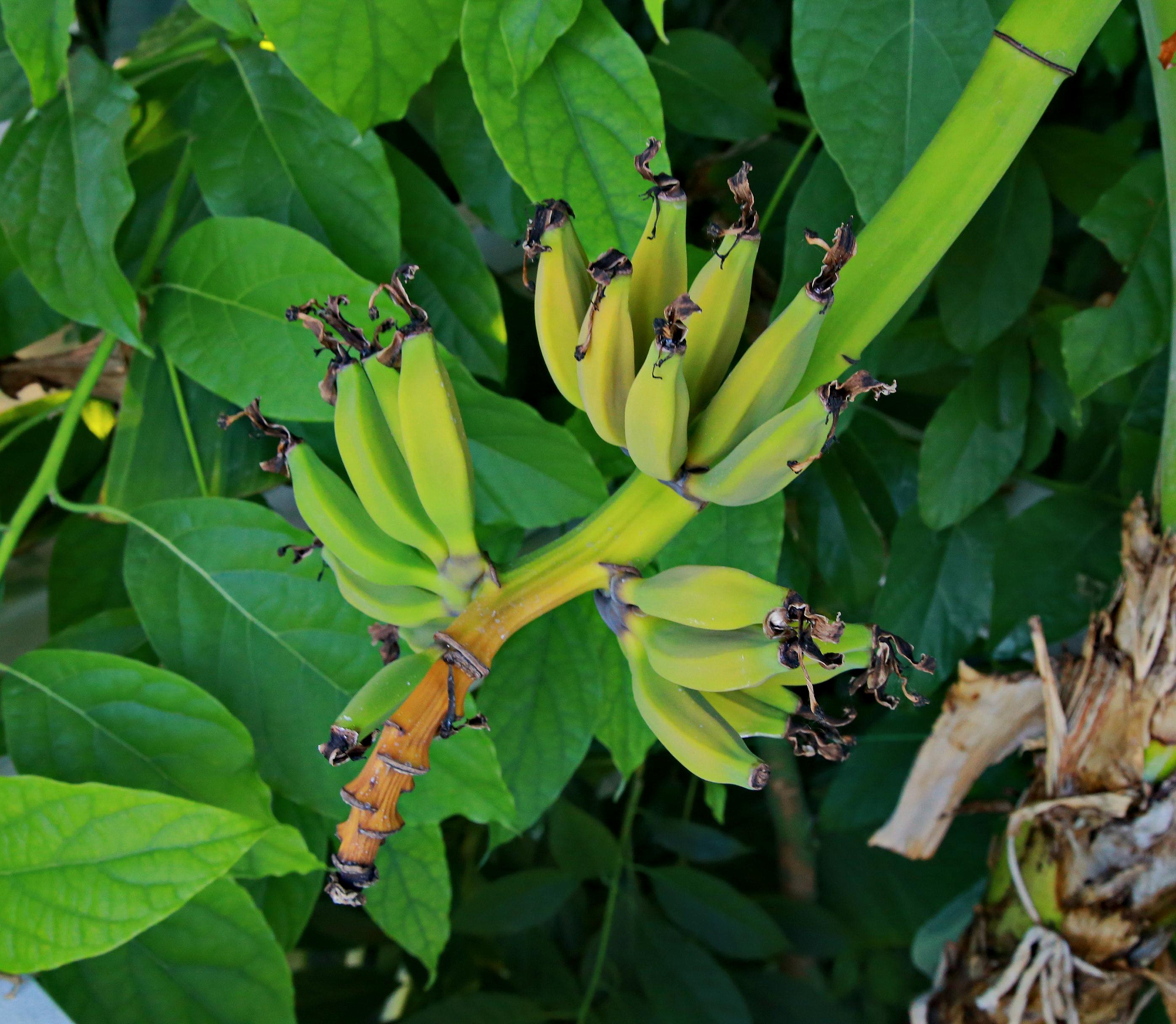 Как капуста и бананы влияют на настроение — рассказали в минздраве