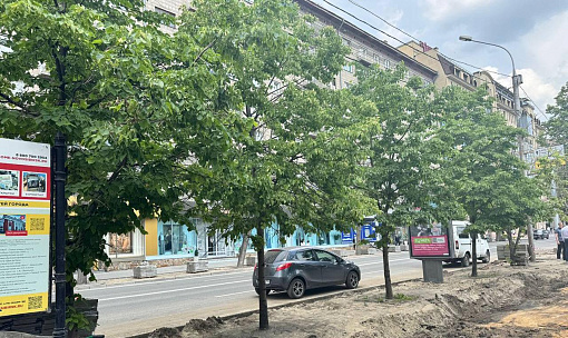 24 молодые липы украсят аллею улицы Орджоникидзе