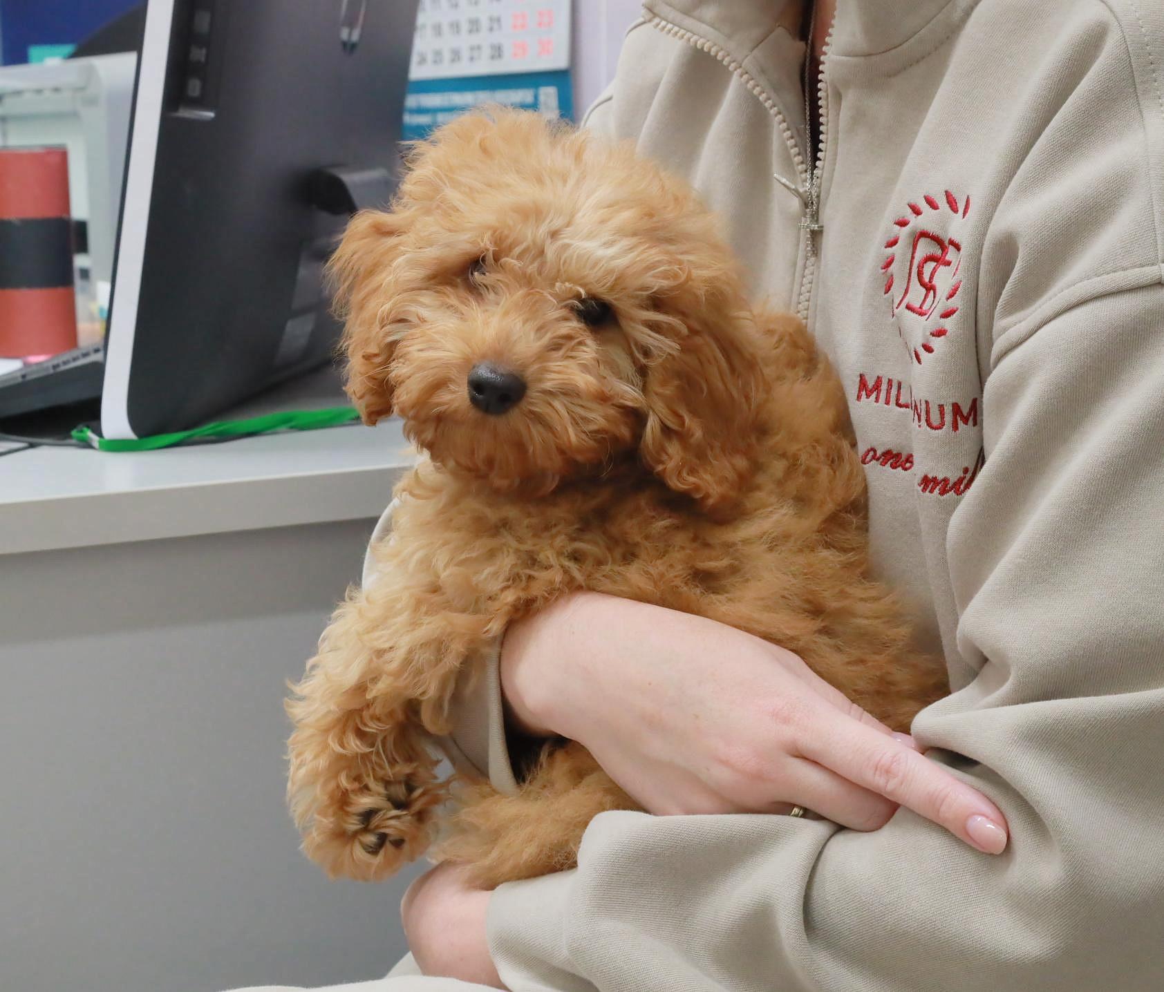 Необычную экскурсию в ветклинику устроили для детей в Новосибирске