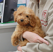 Необычную экскурсию в ветклинику устроили для детей в Новосибирске