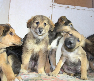 Чипированных собак выпускают на волю в Новосибирске