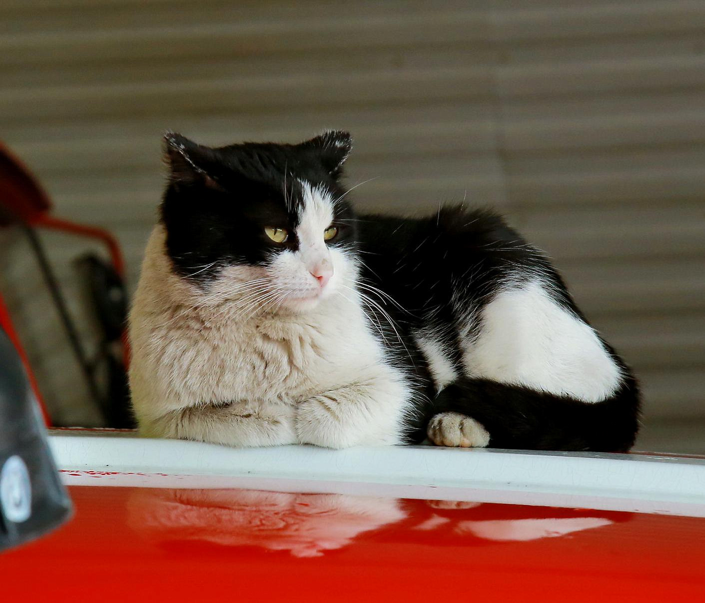 Знаменитый талисман пожарных кот Гидрант умер под Новосибирском