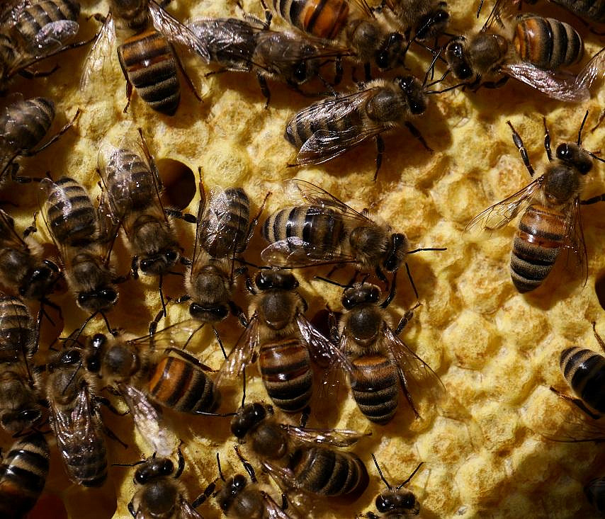 Подслушивающие за пчёлами новосибирские ульи испытают на Алтае