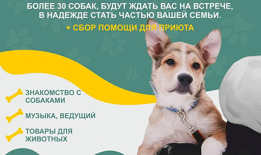 Акция по раздаче собак «Дома лучше» пройдёт 9 июня в Новосибирске