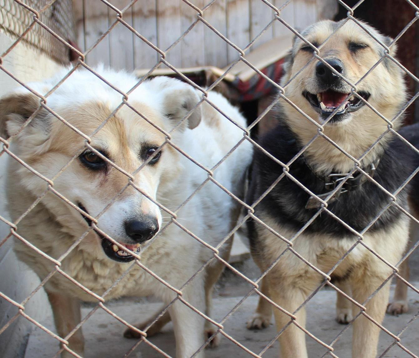 Новосибирский барбер отдал дневной заработок приюту для собак