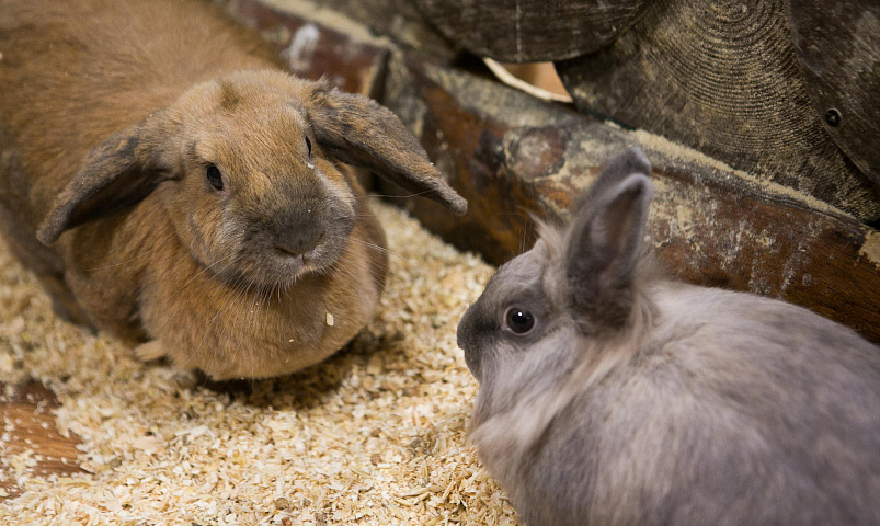 Импланты с алмазоподобным покрытием тестируют на кроликах в Новосибирске